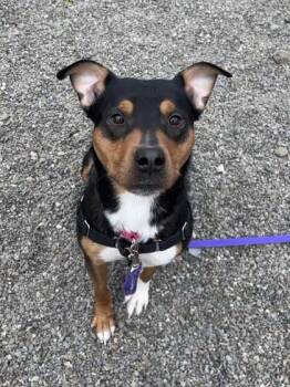 Mixed Breed Dogs Available for Adoption in Elmira, New York - Max | PetCurious