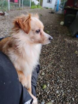 Chihuahua Dogs Available for Adoption in New Lexington, Ohio - Gizmo #82 | PetCurious