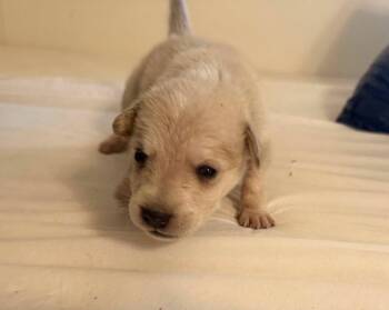 Asher -  Great Pyrenees Dog for Adoption in Bowie, Texas - Asher | PetCurious