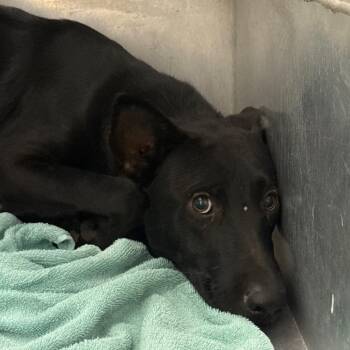 Cyclops -  Shepherd and Mixed Breed Dog for Adoption in Abilene, Texas - Cyclops | PetCurious