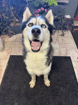 Rescue Husky Dogs for Adoption in Leavenworth, Kansas - Loki | PetCurious