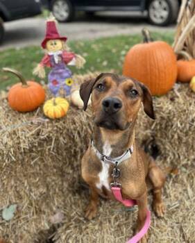 Elayna -  Hound and Doberman Pinscher Dog for Adoption in Bridgewater, New Jersey - Elayna | PetCurious