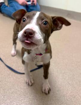 Mixed Breed Dogs Available for Adoption - Caribou | PetCurious