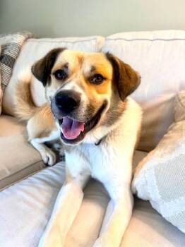 BUSTER -  Anatolian Shepherd Dog for Adoption in Pegram, Tennessee - BUSTER | PetCurious