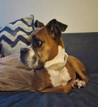 Boxer and Mixed Breed Dogs Available for Adoption in New York, New York - Misty Faye | PetCurious