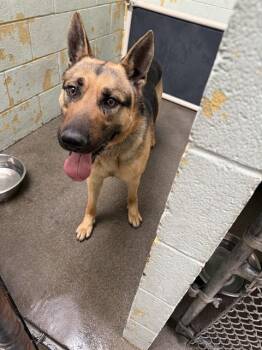 German Shepherd Dog Dogs Available for Adoption - KING ARTHUR | PetCurious