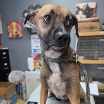 Corey - Chino Hills Location -  Terrier and Mixed Breed Dog for Adoption in Chino Hills, California - Corey - Chino Hills Location | PetCurious