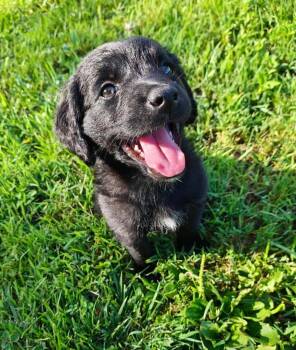 Freedom -  Cocker Spaniel and Labrador Retriever Dog for Adoption in Russellville, Kentucky - Freedom | PetCurious