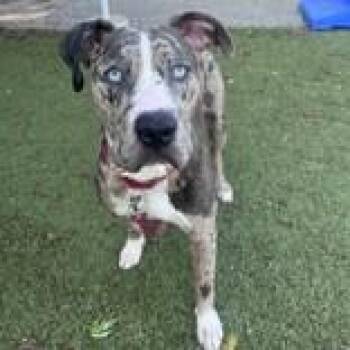 Soldier -  Mixed Breed and Great Dane Dog for Adoption in Hilliard, Ohio - Soldier | PetCurious