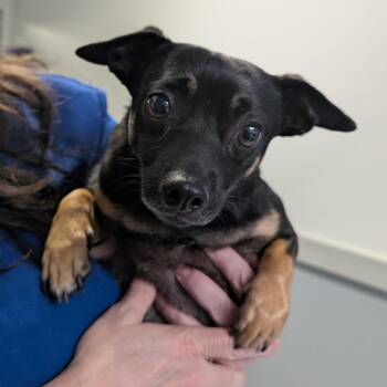 Gravy -  Mixed Breed Dog for Adoption in Greenville, South Carolina - Gravy | PetCurious