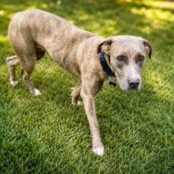 CICI -  American Staffordshire Terrier and Mixed Breed Dog for Adoption in Houston, Texas - CICI | PetCurious