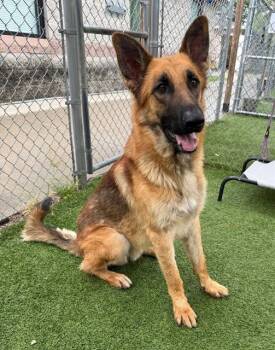 HAZE -  Mixed Breed Dog for Adoption in Columbia, South Carolina - HAZE | PetCurious