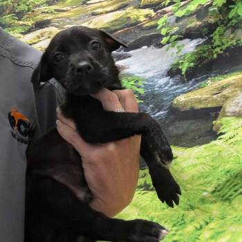 Abel -  Rat Terrier and Chihuahua Dog for Adoption in Normal, Illinois - Abel | PetCurious
