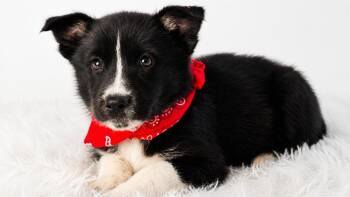 Precious -  Siberian Husky and Great Pyrenees Dog for Adoption in Nahunta, Georgia - Precious | PetCurious
