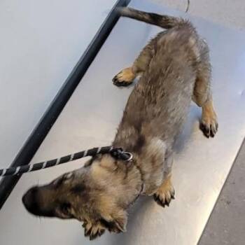 Chomper -  Mixed Breed Dog for Adoption in Las Cruces, New Mexico - Chomper | PetCurious
