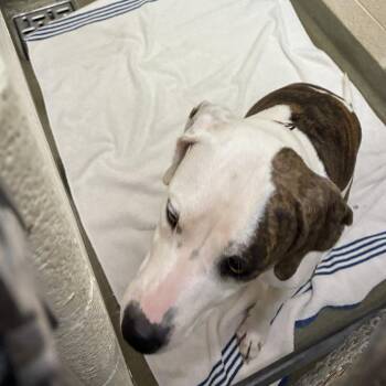 72557 -  Pit Bull Terrier Dog for Adoption in Harrisonburg, Virginia - 72557 | PetCurious