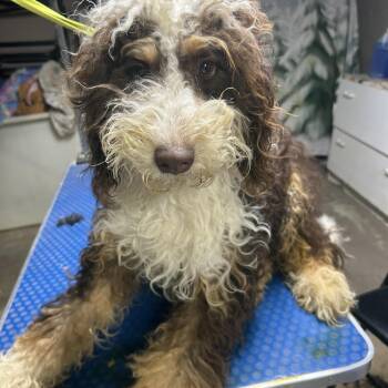 GOOSE (mini doodle) -  Bernedoodle Dog for Adoption in Elyria, Ohio - GOOSE (mini Doodle) | PetCurious