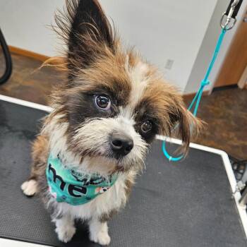 Albie -  Skye Terrier and Mixed Breed Dog for Adoption in Tomah, Wisconsin - Albie | PetCurious