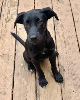 Panther -  Mixed Breed Dog for Adoption in Lake Ronkonkoma, New York - Panther | PetCurious