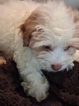 Shih Poo Dogs Available for Adoption in Maitland, Florida - Roxy  | PetCurious