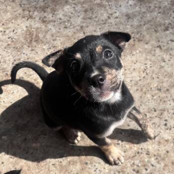 Rescue Australian Cattle Dog Blue Heeler Dogs for Adoption in Pottsboro, Texas - Coraline | PetCurious