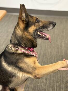 German Shepherd Dog Dogs Available for Adoption - Goose Mitchell | PetCurious