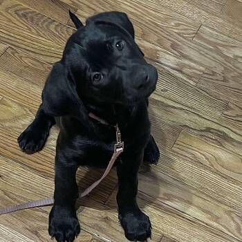 Black Labrador Retriever and German Shepherd Dog Dogs Available for Adoption - Riley | PetCurious