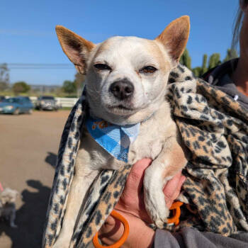 Rescue Chihuahua Dogs for Adoption in Ramona, California - Palomo | PetCurious
