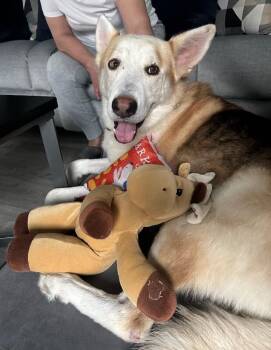Hanky Pank -  German Shepherd Dog and Caucasian Sheepdog Caucasian Ovtcharka Dog for Adoption in Friendswood, Texas - Hanky Pank | PetCurious