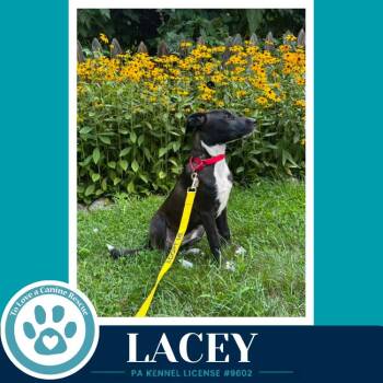 Lacey 080826 -  Labrador Retriever Dog for Adoption in Kimberton, Pennsylvania - Lacey 080826 | PetCurious