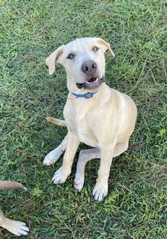 Labrador Retriever Dogs Available for Adoption - Nigel - Nemo Theme Litter | PetCurious