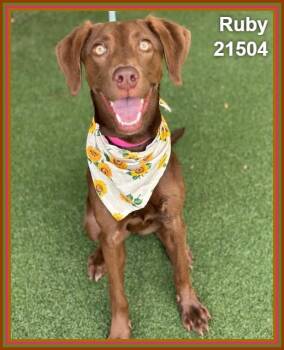RUBY -  Labrador Retriever and Weimaraner Dog for Adoption in Marietta, Georgia - RUBY | PetCurious