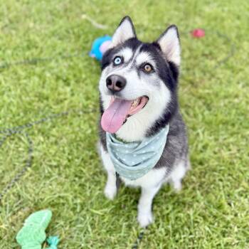 Rescue Siberian Husky Dogs for Adoption in Angleton, Texas - Tennis | PetCurious