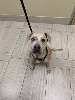 Labrador Retriever and Pit Bull Terrier Dogs Available for Adoption - LORI | PetCurious