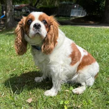Patricia  -  Cavalier King Charles Spaniel Dog Available for Adoption in Latrobe, Pennsylvania - Patricia  | PetCurious