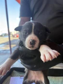 Shepherd and Mixed Breed Dogs Available for Adoption - 60201617 | PetCurious