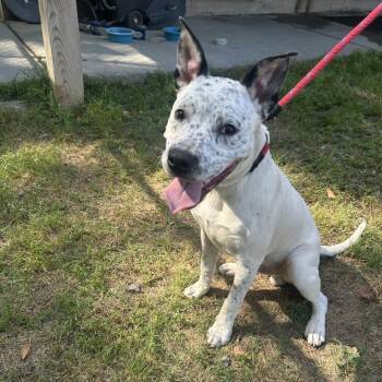 Australian Cattle Dog Blue Heeler and Pit Bull Terrier Dogs Available for Adoption in Cabot, Arkansas - (Found) Matty | PetCurious