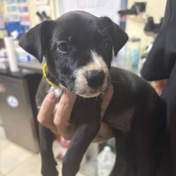 Sibyl -  Labrador Retriever and Mixed Breed Dog for Adoption in Washington, Pennsylvania - Sibyl | PetCurious
