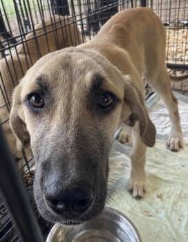 Terrier Dogs Available for Adoption in Bloomfield, Connecticut - Lacey | PetCurious