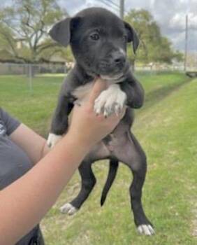 Pit Bull Terrier Dogs Available for Adoption - A652322 | PetCurious