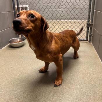 Dachshund Dogs Available for Adoption in New York, New York - Rico | PetCurious