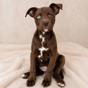 Sophie -  American Staffordshire Terrier and Mixed Breed Dog for Adoption in Houston, Texas - Sophie | PetCurious