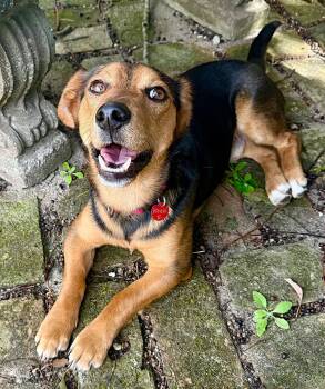 Beagle Dogs Available for Adoption - Ronald II | PetCurious