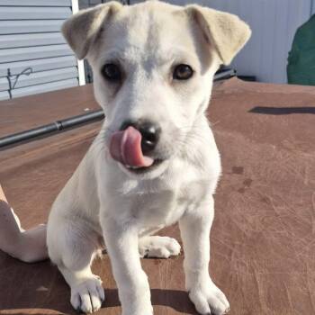 Anatolian Shepherd and Husky Dogs Available for Adoption - Daenerys | PetCurious
