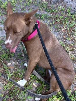 German Shepherd Dog and Mixed Breed Dogs Available for Adoption in Palmetto, Florida - A136525 | PetCurious