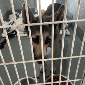 German Shepherd Dog Dogs Available for Adoption in Long Beach, California - Mitzy | PetCurious