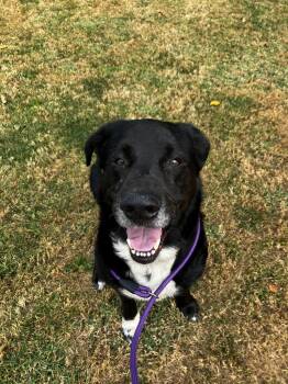 Rescue Labrador Retriever Dogs for Adoption in Lawrenceville, Illinois - Harold | PetCurious