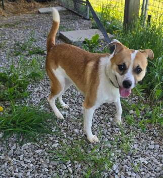 Jack Russell Terrier and Mixed Breed Dogs Available for Adoption in Kell, Illinois - Pickles | PetCurious