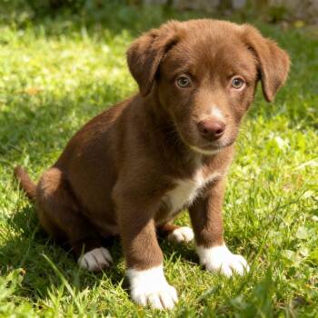 BRUCE WAYNE -  Australian Shepherd and Border Collie Dog for Adoption in Chandler, Arizona - BRUCE WAYNE | PetCurious