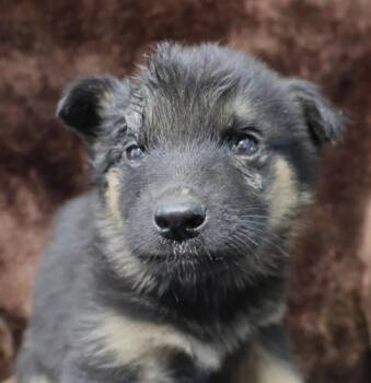 Soren -  Shepherd Dog for Adoption in Thief River Falls, Minnesota - Soren | PetCurious